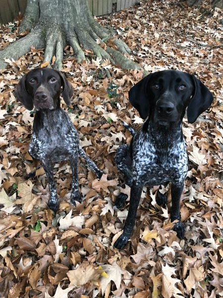 /Images/uploads/Southeast German Shorthaired Pointer Rescue/segspcalendarcontest2018/entries/8992thumb.jpg